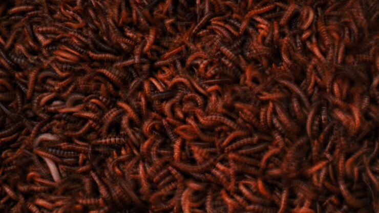 Immagine inquietante di larve di coleotteri tenebrionidi, Supervermi.