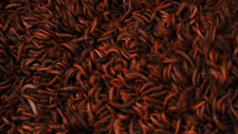 creepy image of larvae darkling beetle species, superworms