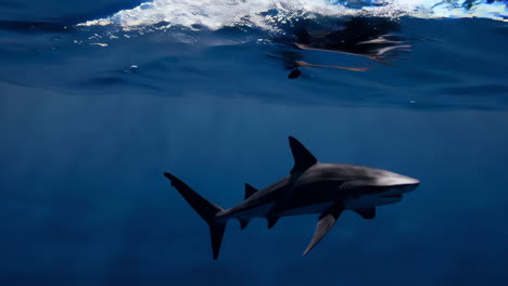 tiburón bajo el agua