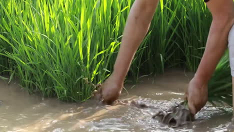 Agricultores-Asiáticos-Cosechan-Paquetes-De-Arroz-Verde-Trabajando-En-Arrozales,-Plántulas-Cultivadas-Agricultura-Alimentaria-De-Arroz