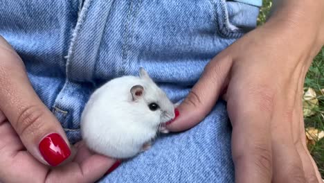 woman holding a white hamster