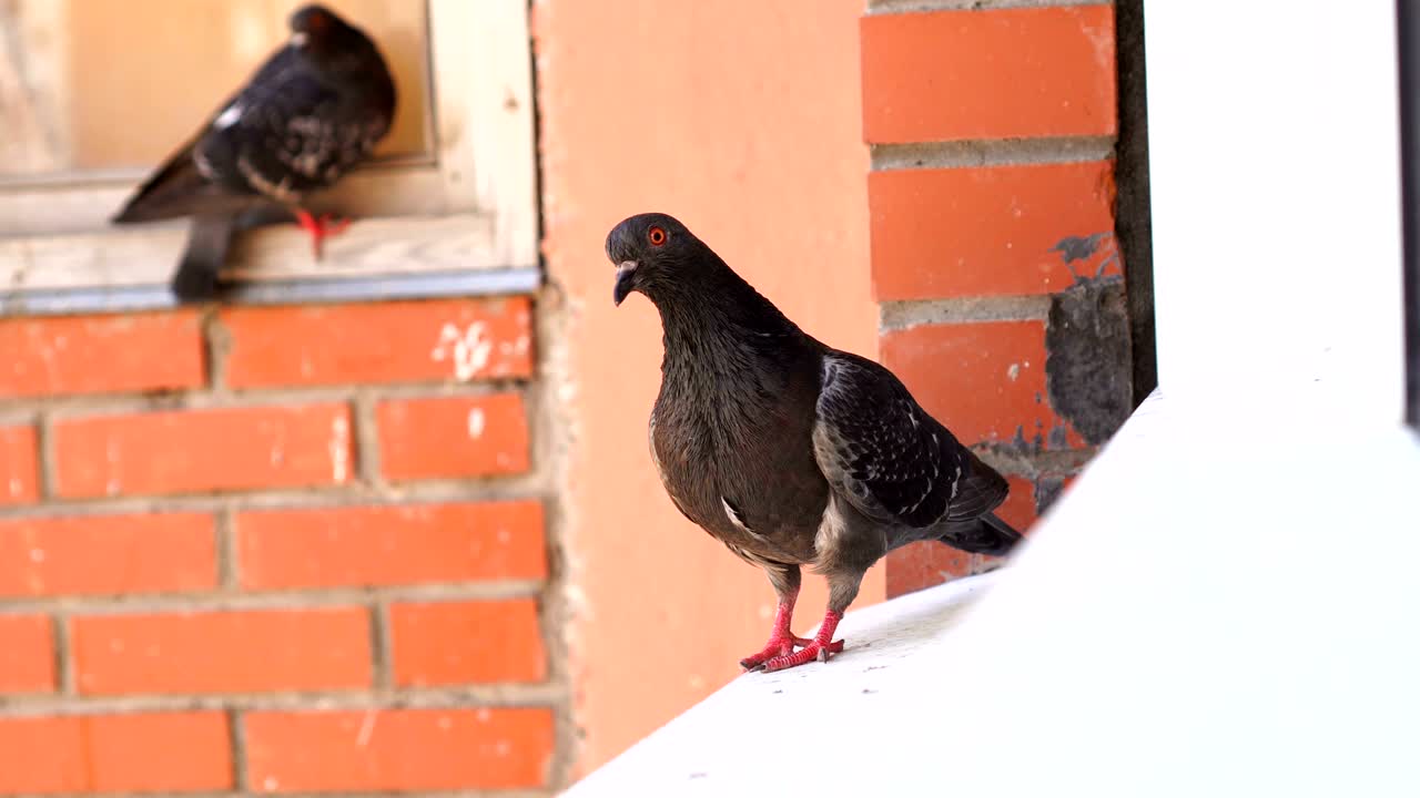 Pigeon birds standing on windowsill