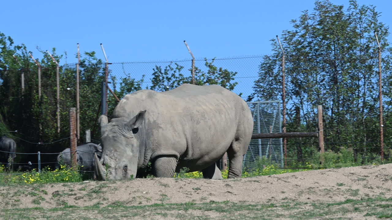 parque zoológico de francia, rinocerontes y cebras están comiendo en un campo