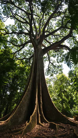 massive tree in lush forest