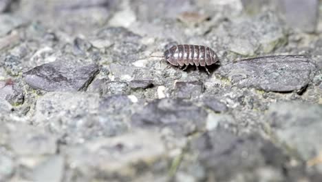 pill bug walks crawling in slow motion navigating rocky terrain