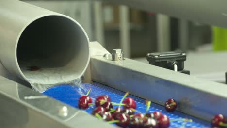 Cherry-Factory.-Close-up,-packing,-choosing,-washing-cherries