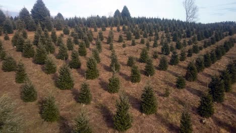 aerial push in fraser firs at nc christmas tree farm