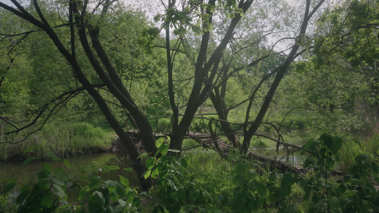 fairytale green forest bridge in spring in lush green trees over a small river