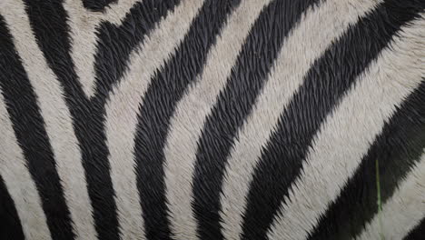 zebra skin texture close-up