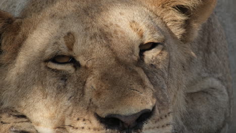 closeup of sleepy lioness in african savannah