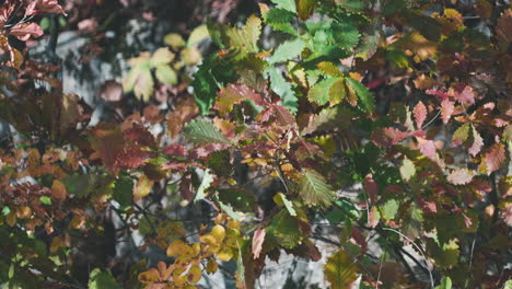 swaying autumnal foliage of a trees on summer breeze in miyagi, japan