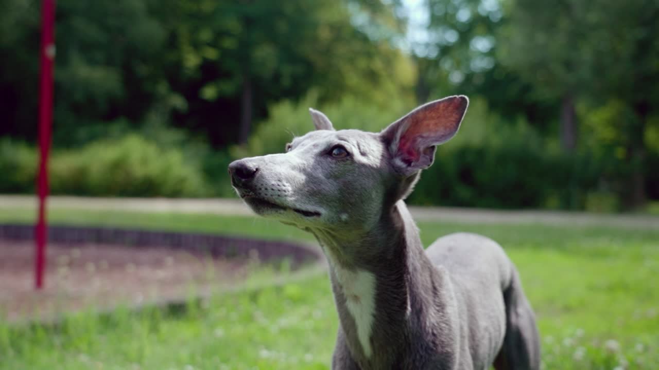 Greyhound dog standing alert in a park