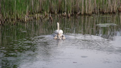a slow-motion scene of swan parents with their young cygnets in the soft light of early spring dawn.