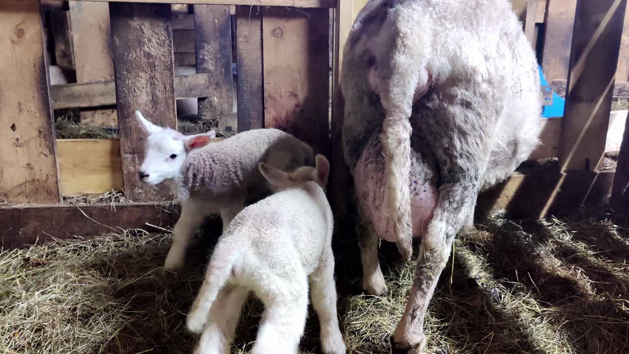 dos pequeños corderos esponjosos con su madre dentro de un granero mientras uno de los corderos mueve la cola y trata de beber.