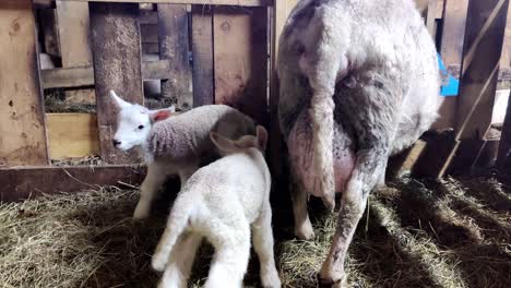 Zwei-Kleine-Flauschige-Lämmer-Mit-Ihrer-Mutter-In-Einer-Scheune,-Während-Eines-Der-Lämmer-Mit-Dem-Schwanz-Wedelt-Und-Versucht-Zu-Trinken