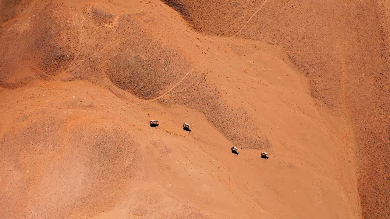 Aerial View of Oryx in the Desert