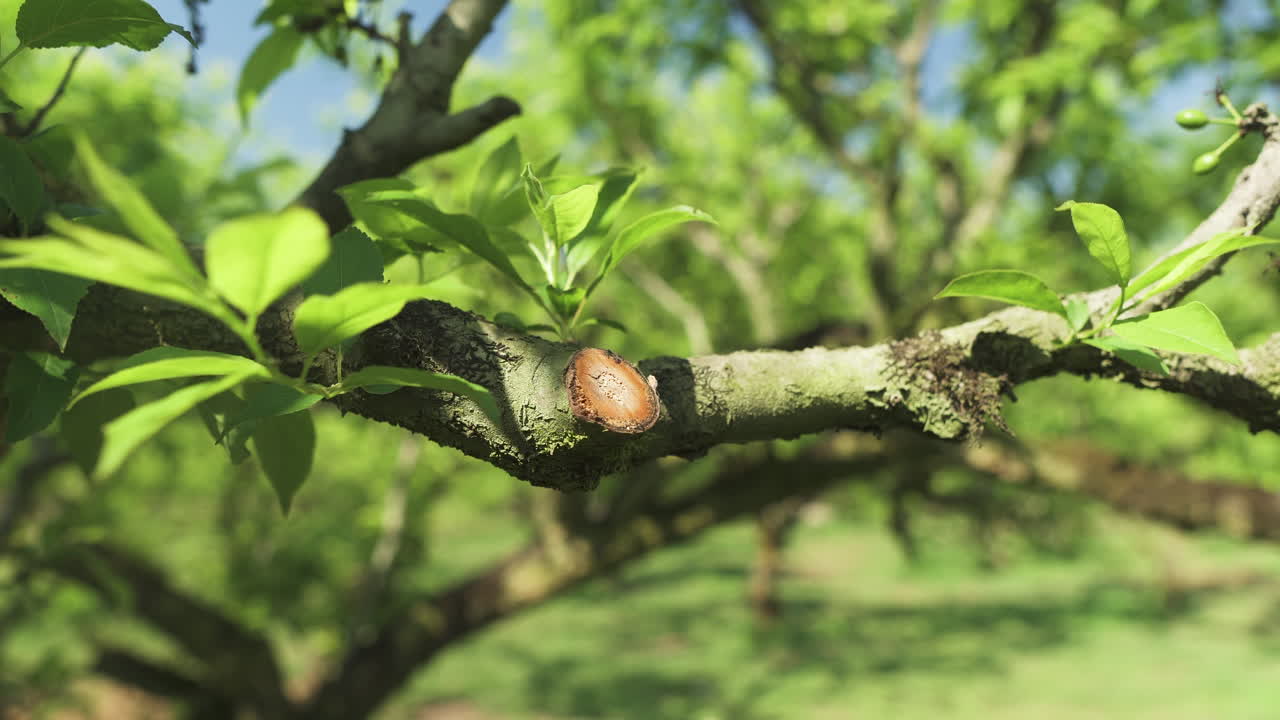 Close-up of a plum branch after pruning.