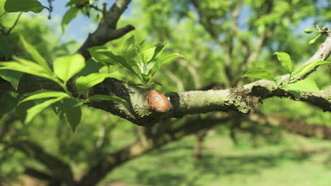close-up of a plum branch after pruning.