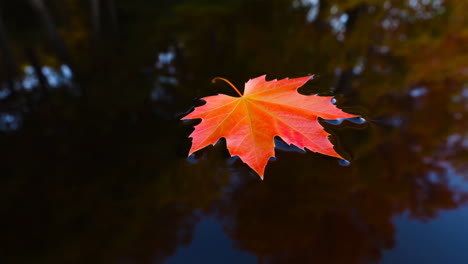 vibrant maple leaf floating on dark water