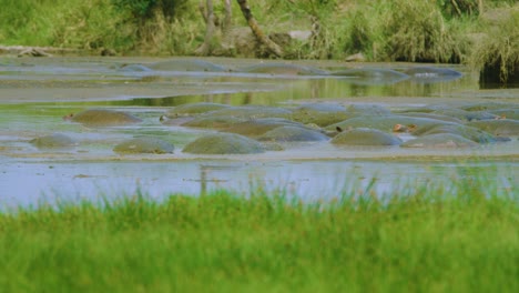 wild hippos splash muddy water over eachother to cool down in africa