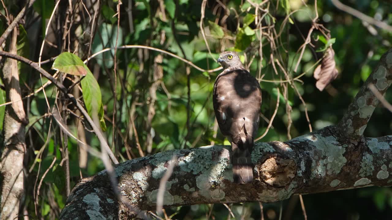 shikra, accipiter badius, parque nacional khao yai, tailandia
