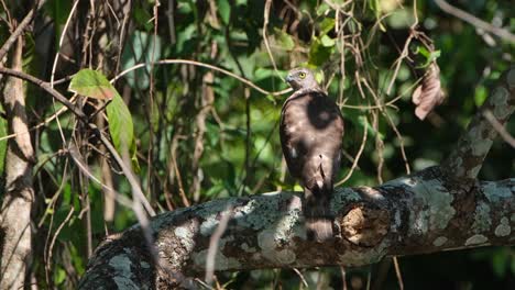 Shikra,-Accipiter-Badius,-Nationalpark-Khao-Yai,-Thailand