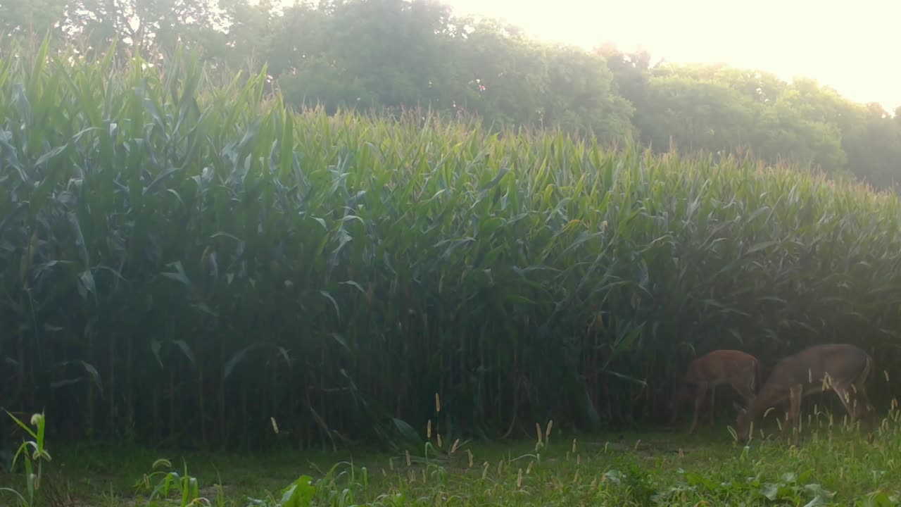 Two Whitetail deer cautiously munching on grass near a cornfield in the upper Midwest in the early Autumn
