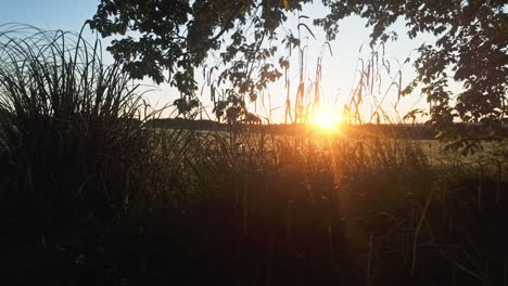 pan, left to right of grasses and tree silhoutted against golden sun