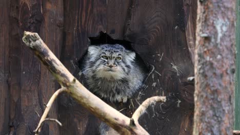 El-Gato-De-Pallas-(otocolobus-Manul),-También-Llamado-Manul,-Es-Un-Pequeño-Felino-Salvaje-Con-Una-Distribución-Amplia,-Pero-Fragmentada,-En-Las-Praderas-Y-Estepas-Montañosas-De-Asia-Central.