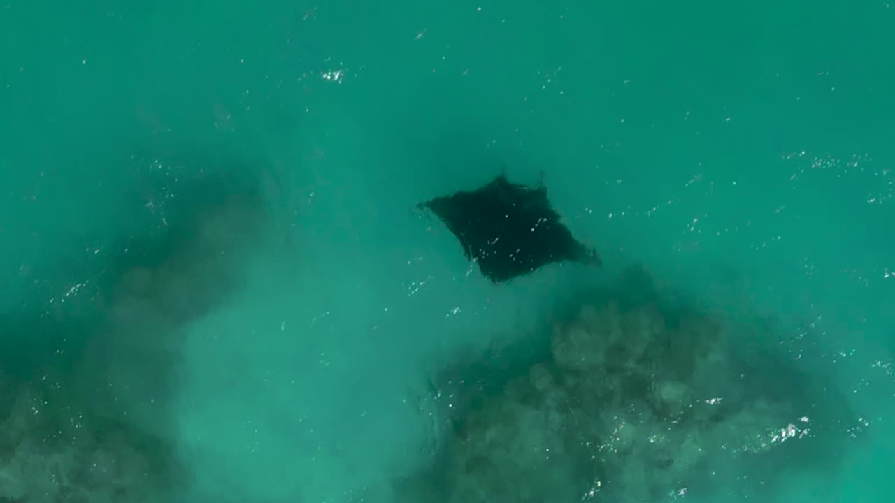 manta ray nadando sobre el arrecife de coral cerca de la isla de los pinos