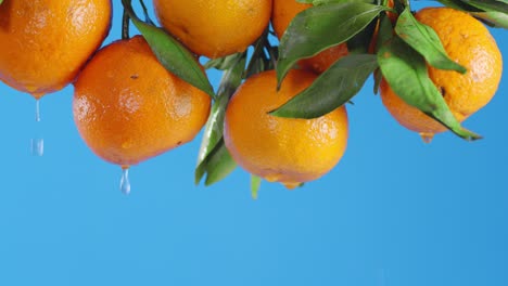 con ramas de mandarinas frescas goteando gotas de agua.