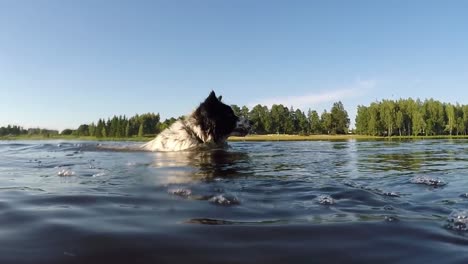 spotted white dog with black around the eye swimming in the river-1