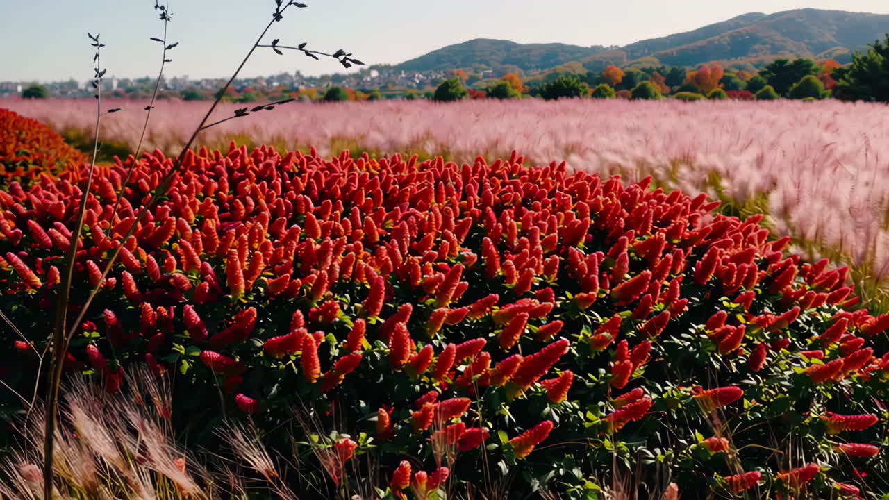 Vibrant Autumn Landscapes with Ornamental Plants and Pink Grass