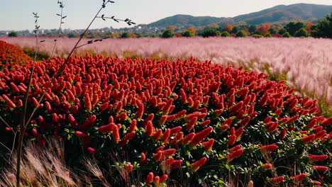 vibrant autumn landscapes with ornamental plants and pink grass