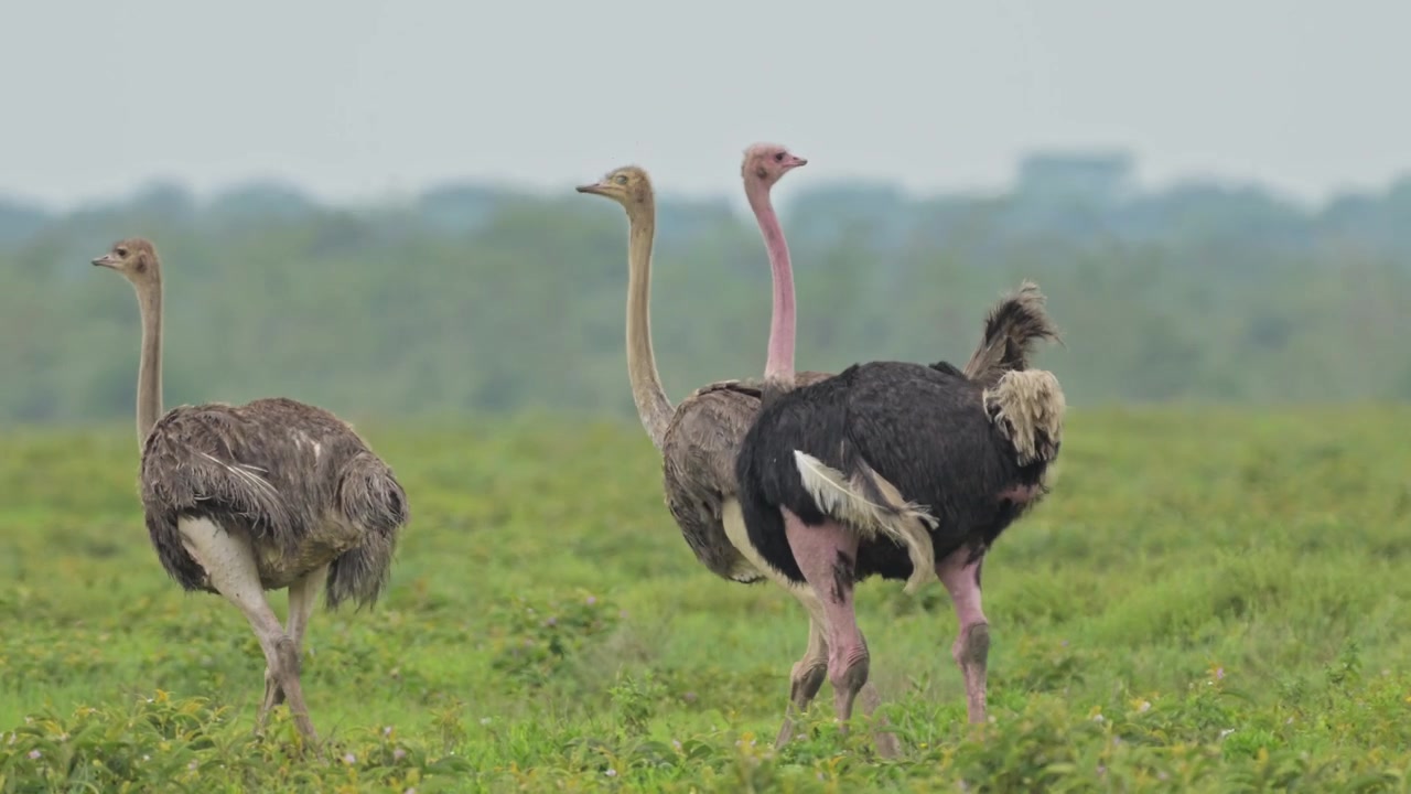 Gruppo di struzzi maschi e femmine nel Parco Nazionale del Serengeti in Tanzania. Struzzi in Africa durante un safari faunistico, che camminano nella savana.