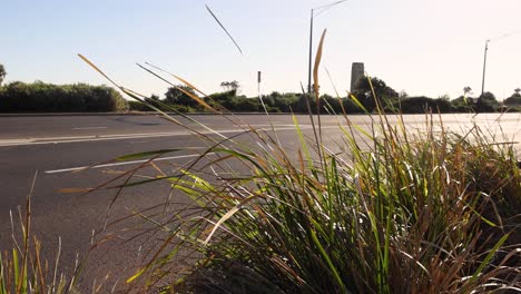 grass swaying by a road in melbourne