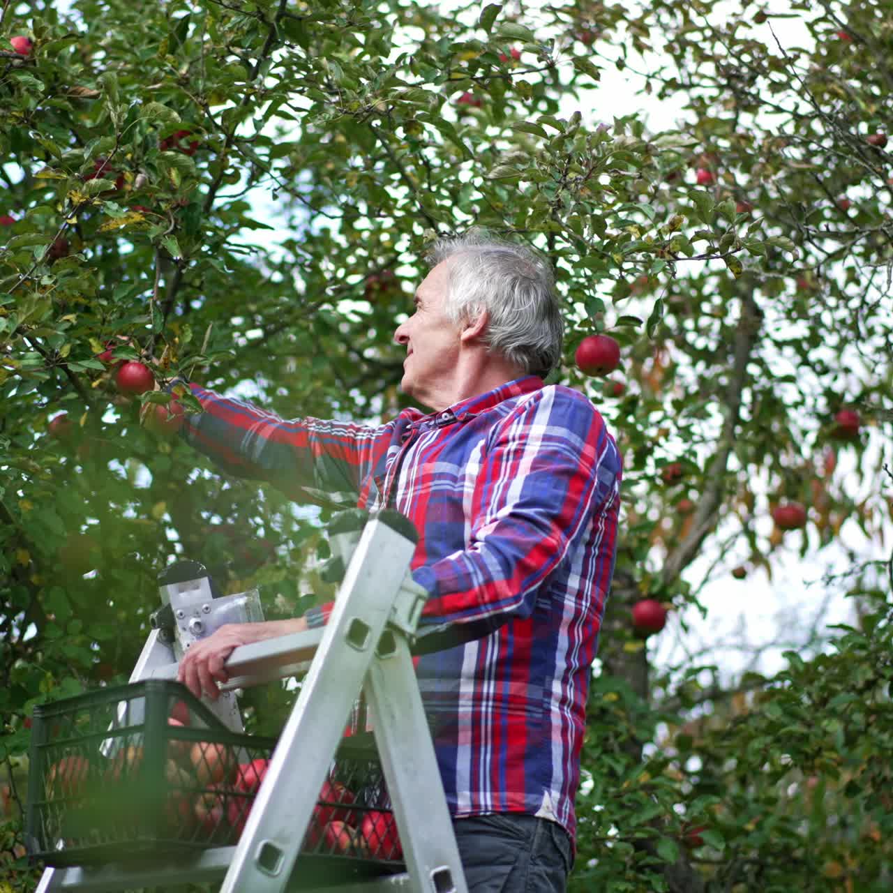 Mature grey-haired man standing on the ladder in his apple orchard. Farmer picks up ripe delicious fruit