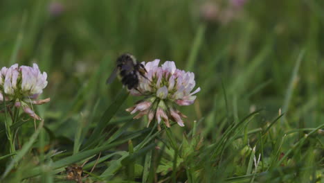 Abeja-Zumbando-Alrededor-De-Flores-De-Trébol-Blanco