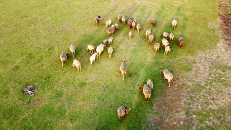 Drone-De-Vista-Aérea-De-Una-Manada-De-Búfalos-De-Agua-Pastando-En-Un-Campo-De-Hierba