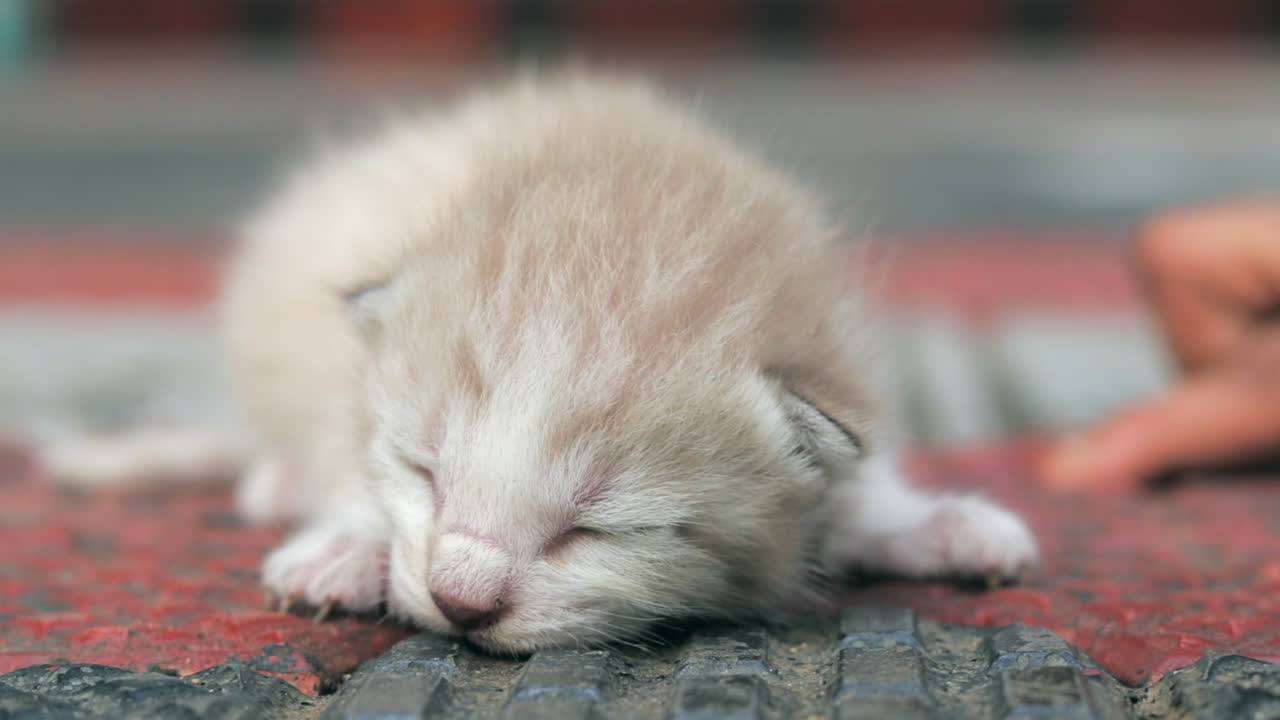 갓 태어난 새끼 고양이가 바닥에서 잡혔다.