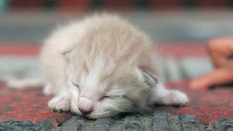 un gatito recién nacido es agarrado del suelo