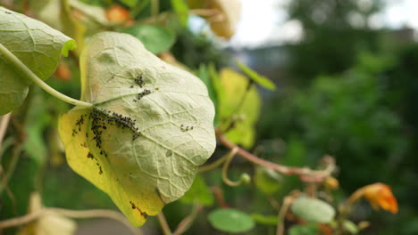 aphids on a leaf of nasturtium, slow motion 4k