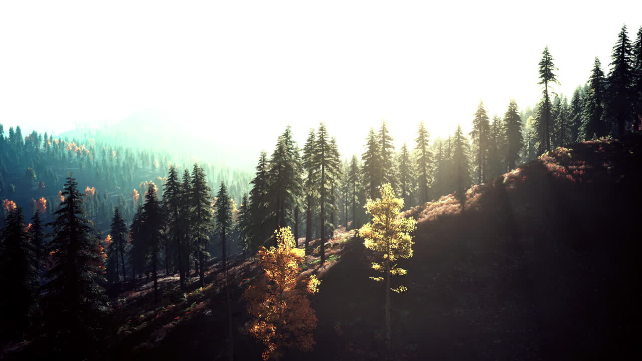 아침 에 안개 가 가득 한 산 숲 풍경