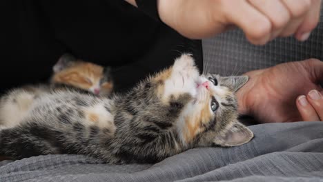 slow motion shot of a kitten playing with human hand