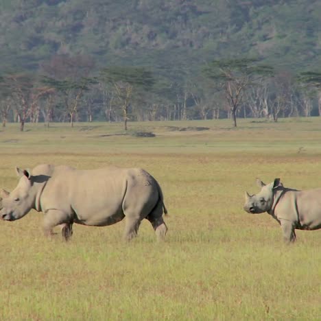 Two-rhinos-in-a-grassy-field