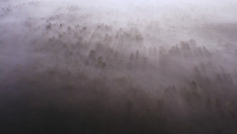 misty forest from above