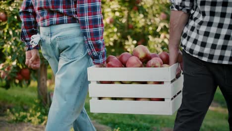 rear view of two farmers carrying crate of apples