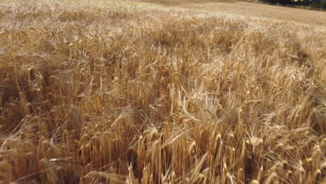 cultivo de agricultura orgánica de campo de trigo amarillo dorado