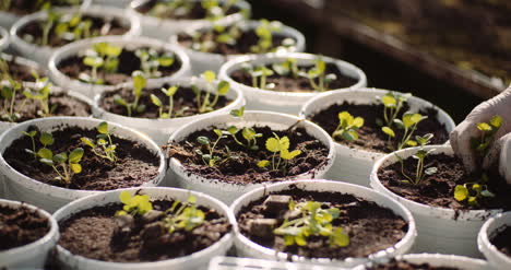 agriculture sorted pots with seedlings in greenhouse 1