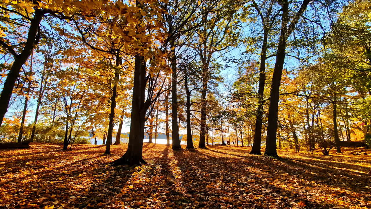 Autumn sunlight through trees, vibrant leaves, peaceful Lielvarde, Latvia
